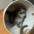 DİŞİ VE ERKEK NORVEÇ ORMAN KEDİSİ YAVRULARI..!! fotoğraf