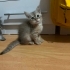 DİŞİ VE ERKEK NORVEÇ ORMAN KEDİSİ YAVRULARI..!! fotoğraf
