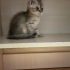 DİŞİ VE ERKEK NORVEÇ ORMAN KEDİSİ YAVRULARI..!! fotoğraf