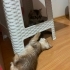 DİŞİ VE ERKEK NORVEÇ ORMAN KEDİSİ YAVRULARI..!! fotoğraf