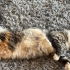 DİŞİ VE ERKEK NORVEÇ ORMAN KEDİSİ YAVRULARI..!! fotoğraf