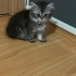 DİŞİ VE ERKEK NORVEÇ ORMAN KEDİSİ YAVRULARI..!! fotoğraf