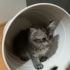 DİŞİ VE ERKEK NORVEÇ ORMAN KEDİSİ YAVRULARI..!! fotoğraf
