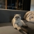🐾 9 Aylık Scottish Fold Blue Point Dişi Güzellik Yeni Yuvasını Arıyor 🐾 fotoğraf