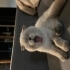🐾 9 Aylık Scottish Fold Blue Point Dişi Güzellik Yeni Yuvasını Arıyor 🐾 fotoğraf