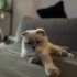 🐾 9 Aylık Scottish Fold Blue Point Dişi Güzellik Yeni Yuvasını Arıyor 🐾 fotoğraf
