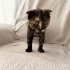 Ücretsiz cins  yavru kedi yuvalandırma! 2 aylık, kırık kulak, kucakçı. fotoğraf