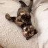 Ücretsiz cins  yavru kedi yuvalandırma! 2 aylık, kırık kulak, kucakçı. fotoğraf