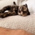 Ücretsiz cins  yavru kedi yuvalandırma! 2 aylık, kırık kulak, kucakçı. fotoğraf