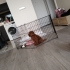 Minik karamel shera fotoğraf