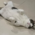 BU YAKIŞIKLIYA KALICI YUVA ARANIYOR fotoğraf