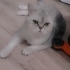 Ücretsiz sahiplendirme fotoğraf