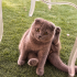 Ücretsiz sahiplenme Scottish kedi fotoğraf