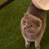 Ücretsiz sahiplenme Scottish kedi fotoğraf