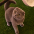 Ücretsiz sahiplenme Scottish kedi fotoğraf