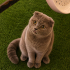 Ücretsiz sahiplenme Scottish kedi fotoğraf