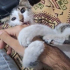 SEVGİYE DOYMUYOR - Yavru sıcakkanlı dost fotoğraf
