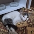 SEVGİYE DOYMUYOR - Yavru sıcakkanlı dost fotoğraf