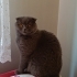 Kucağa gelen, kendini sevdiren oyuncu kedi fotoğraf