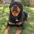 Rottweiler Yuva Arıyor fotoğraf