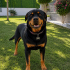 Rottweiler Yuva Arıyor fotoğraf