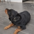 Rottweiler Yuva Arıyor fotoğraf