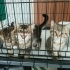 2 aylık, aşılı, sağlıklı bebeklere yuva fotoğraf