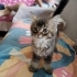 Minik kuzuma ömürlük yuva fotoğraf