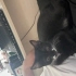 Yavru kedi siyah(acil) fotoğraf