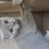 Oyuncu sevecen sokağa atılmış sokakta araba ezmesinden kurtardığım kedi fotoğraf