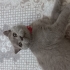Oyuncu sevecen sokağa atılmış sokakta araba ezmesinden kurtardığım kedi fotoğraf