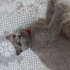 Oyuncu sevecen sokağa atılmış sokakta araba ezmesinden kurtardığım kedi fotoğraf