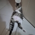 Yavru kedilere acil yuva fotoğraf
