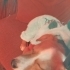 🐾 2,5 Yaşında Küçük Irk Dişi Köpek Sahiplendirilecektir 🐾 fotoğraf