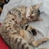 Kısır çipli ezo fotoğraf