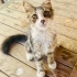 NORVEÇ ORMAN KEDİSİ YAVRUSU FISTIK İÇİN  ÖMÜRLÜK YUVA fotoğraf