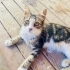NORVEÇ ORMAN KEDİSİ YAVRUSU FISTIK İÇİN  ÖMÜRLÜK YUVA fotoğraf