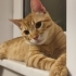 SİMBAya Çok Acil Yuva fotoğraf