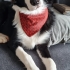 2.5 Yaşında Safkan Border Collie. Güzel karakterli, tuvalet eğitimli. fotoğraf