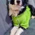 2.5 Yaşında Safkan Border Collie. Güzel karakterli, tuvalet eğitimli. fotoğraf