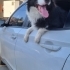 2.5 Yaşında Safkan Border Collie. Güzel karakterli, tuvalet eğitimli. fotoğraf