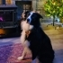 2.5 Yaşında Safkan Border Collie. Güzel karakterli, tuvalet eğitimli. fotoğraf