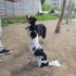 2.5 Yaşında Safkan Border Collie. Güzel karakterli, tuvalet eğitimli. fotoğraf