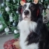 2.5 Yaşında Safkan Border Collie. Güzel karakterli, tuvalet eğitimli. fotoğraf