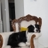 2.5 Yaşında Safkan Border Collie. Güzel karakterli, tuvalet eğitimli. fotoğraf