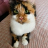 Eşsiz kedi CİCİ'ye Yuva Arıyoruz 🧡 fotoğraf