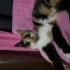 Eşsiz kedi CİCİ'ye Yuva Arıyoruz 🧡 fotoğraf