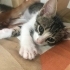 3 kardeş kalıcı yuva arıyor fotoğraf