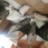 3 kardeş kalıcı yuva arıyor fotoğraf