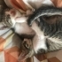 3 kardeş kalıcı yuva arıyor fotoğraf